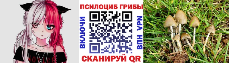 хочу наркоту  Камень-на-Оби  Галлюциногенные грибы Psilocybe 